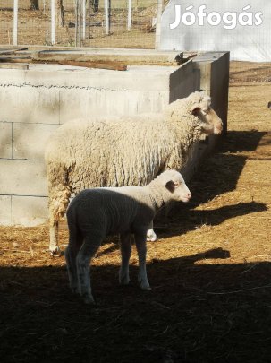Anya juh és kos báránya