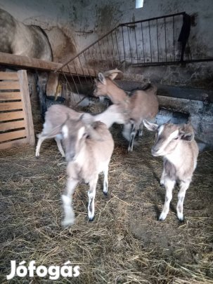 Anya kecske, gödölyék eladóak,csere is. 
