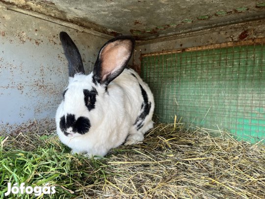 Anya nyúl eladó