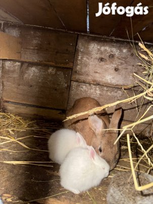 Anya nyúl kicsikkel