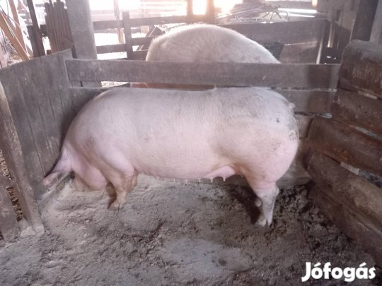 Anya vágásra eladó!