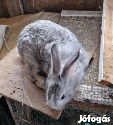 Anya vemhes nyúl eladó