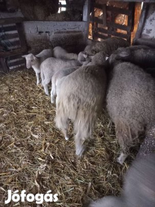 Anyabirkák, bárányaikkal, eladóak