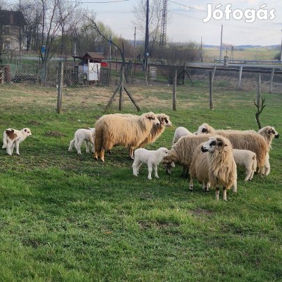 Anyabirkák bárányaikkal