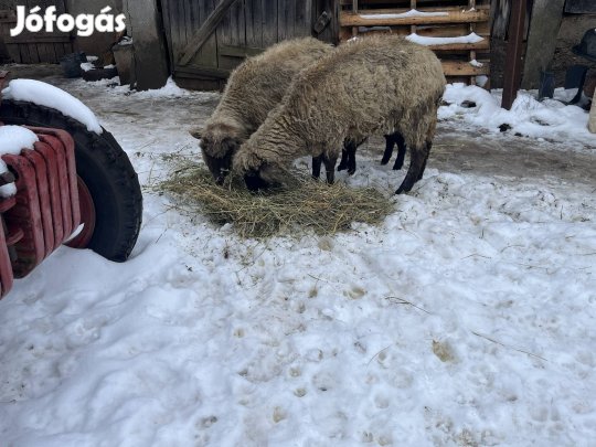 Anyabirkák eladók bárányal