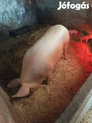 Anyadiszno 250-300kg masodellesu több db eladó