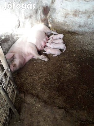 Anyadisznó malacaival