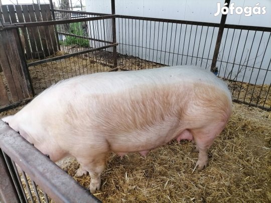 Anyadisznok eladók. 