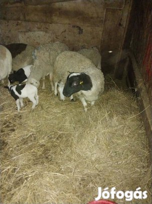 Anyajuhok, birkák, bárányok eladóak