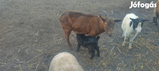 Anyakecske gidájával eladó Törtelen 