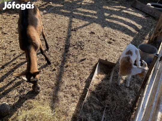 Anyakecske kecske gidájával