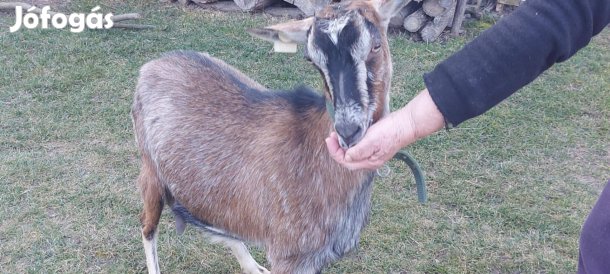 Anyakecskék eladók kicsinyeivel