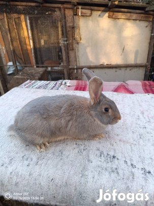 Anyának való 4,5 hónapos nyulak eladók
