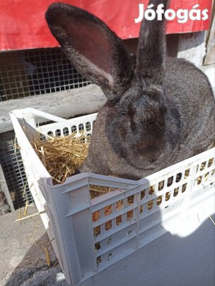 Anyanyúl gazdat cserélne.