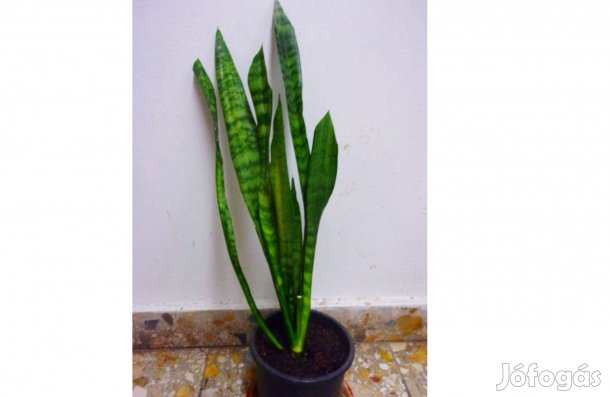 Anyósnyelv Szanzavéra Sansevieria Újpest központ közelében