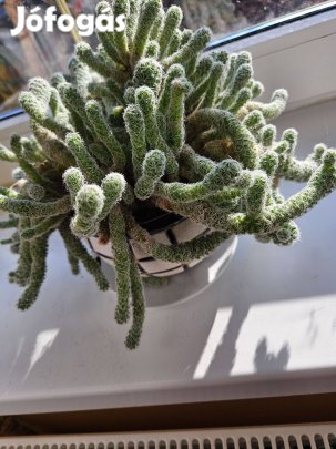 Anyósnyelv, kaktuszok