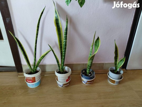 Anyósnyelv növény