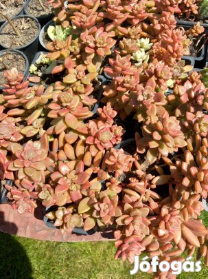 Apró piros levelű csüngő pozsgás