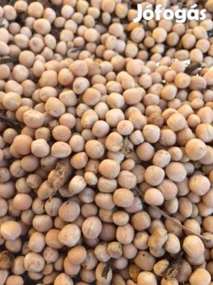 Aprószemű takarmány borsó