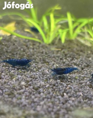 Aquarium,terrárium,rák,garnéla