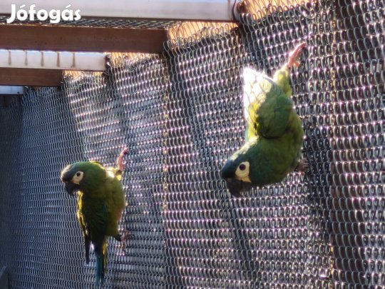 Ara marcana papagáj papagájok eladók