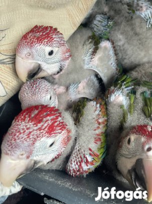 Ara papagáj, chloroptera 