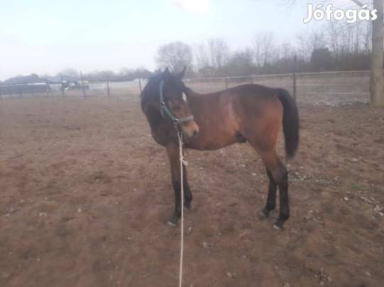 Arab telívér mén csikó