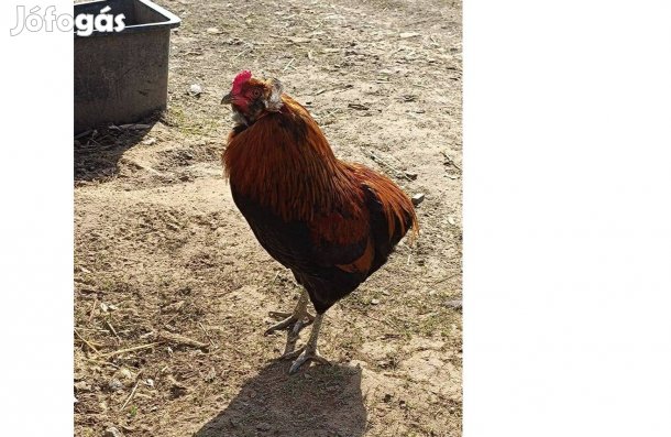 Aracuana kakasok eladók