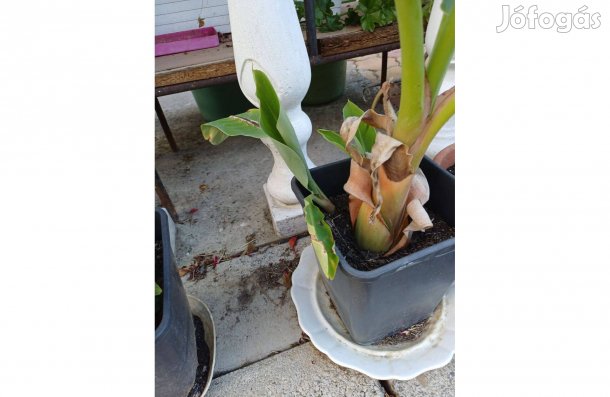 Arany Lótusz virágok eladóak