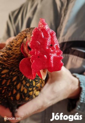 Arany Sebright kakas