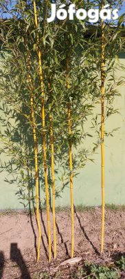 Arany bambusz eladó.