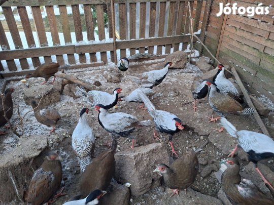 Arany,ezüst, gyémánt fácánok