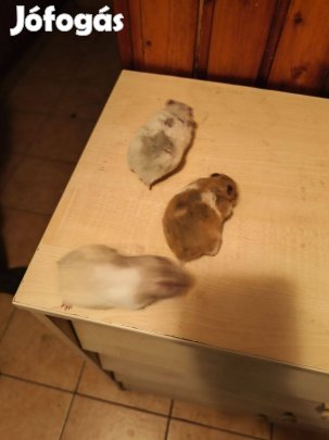 Arany hörcsögök eladók