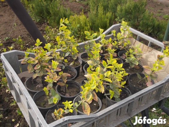 Aranycirkás kecskerágó eladó!