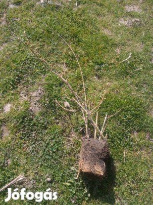 Aranycserje ( aranyeső ) földlabdás 1 db nagyobb