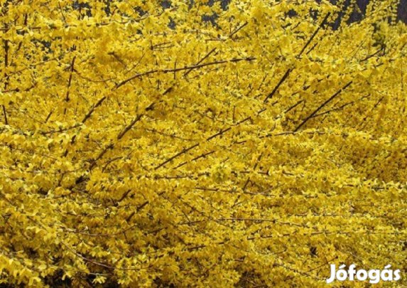 Aranyeső (aranyvessző, aranycserje) csemete
