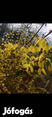 Aranyfa aranycserje aranyeső földlabdásan