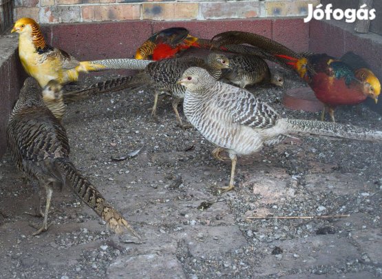 Aranyfácán tyúk/kakas