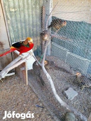 Aranyfácánok, kanárik