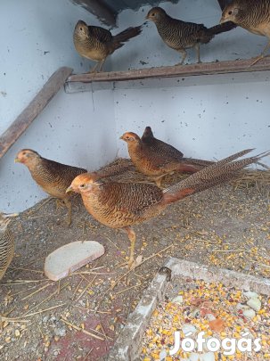 Aranyfácánok eladók!