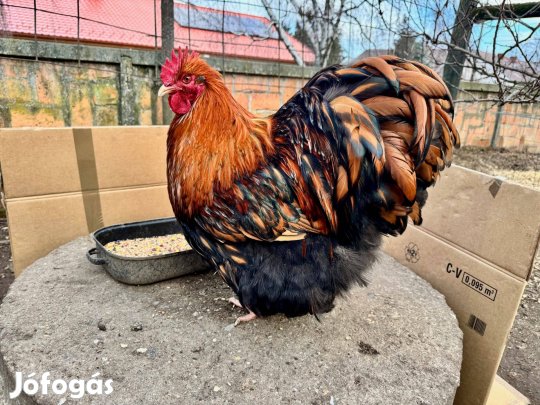 Aranypikkelyes Orpington Tenyésztojás