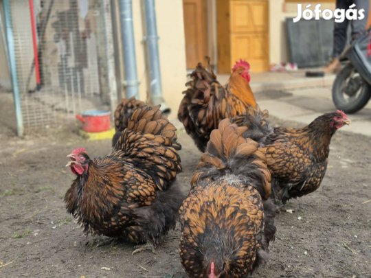 Aranypikkelyes orpington tojás tenyésztojás eladó!