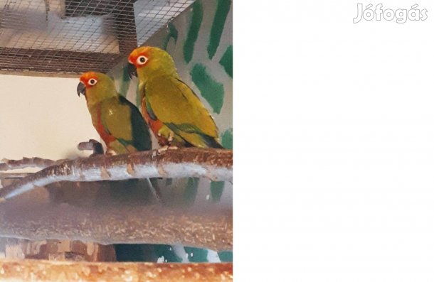 Aranysapkás papagáj fiatal pár