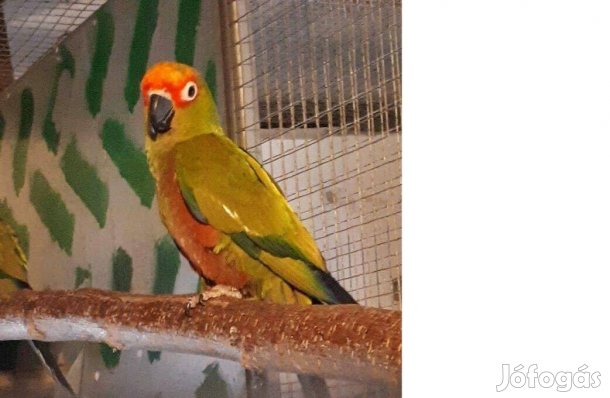 Aranysapkás papagáj pár + fiatalok