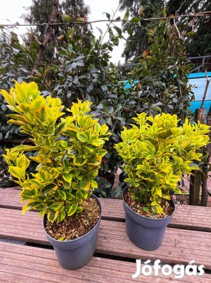 Aranytarka Kecskerágó