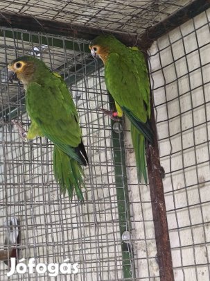 Aratinga pertinax pár 