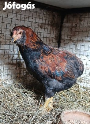 Arauca kakas eladó