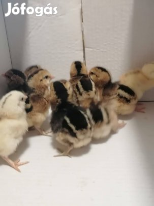 Araucana csirkék eladók 