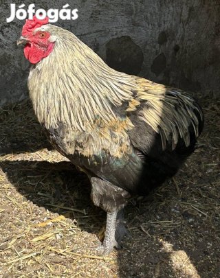 Araucana jellegű kakas baromfi