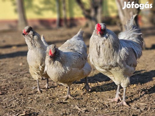 Araucana levendula színű baromfi tojások keltetésre eladóak!